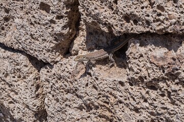 Close-up of a wild lizard resting on volcanic porous rock wall. Concept of wildlife, nature, survival, reptile behavior, adaptation, and ecological biodiversity in dry and rocky environments.