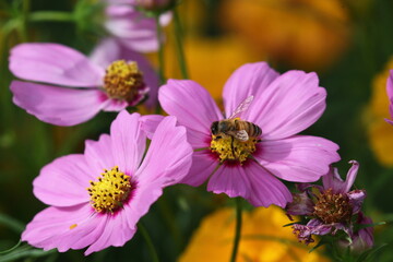 Obraz premium 蜜蜂