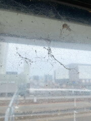 窓ガラスに張った蜘蛛の巣