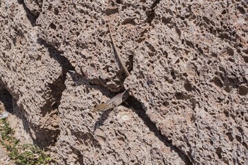 Porous volcanic stone texture, detailed close-up of natural rock surface with cavities. Perfect geology background for scientific, educational, construction or abstract design use