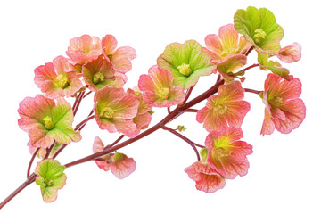 Naklejka premium Elegant Coral Bells Flower isolated on transparent background