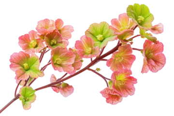 Elegant Coral Bells Flower isolated on transparent background