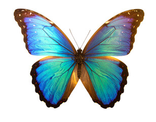 Obraz premium Elegant Garden Butterfly – Delicate Insect in Flight PNG 