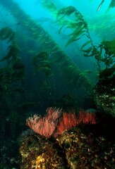 Obraz premium Kelp reef in the sea