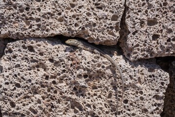 Close-up of a wild lizard resting on volcanic porous rock wall. Concept of wildlife, nature, survival, reptile behavior, adaptation, and ecological biodiversity in dry and rocky environments.