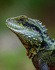 Fototapeta premium Close-up profile of a vibrant green and black lizard, head tilted upward, against a blurred green background