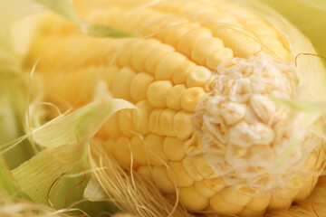 yellow grains covered with mold on a corn cob due to improper storage, spoiled sweet corn cobs with ripe yellow grains, violation of the rules and conditions of food storage