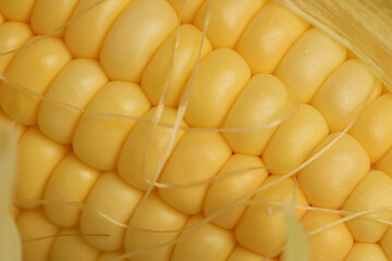 yellow grains covered with mold on a corn cob due to improper storage, spoiled sweet corn cobs with ripe yellow grains, violation of the rules and conditions of food storage