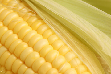 yellow grains covered with mold on a corn cob due to improper storage, spoiled sweet corn cobs with...