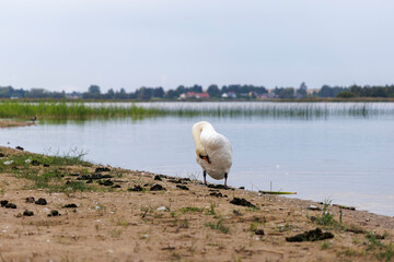White Mute Swan Preening by the Water