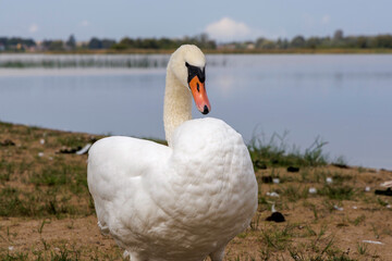  Majestic White Mute Swan Portrait