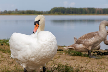  Adult Swan Grooming on a Sunny Day