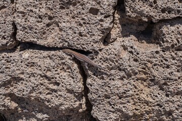 Close-up of a wild lizard resting on volcanic porous rock wall. Concept of wildlife, nature,...