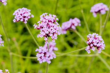 Overhead View of Verbena Flowers