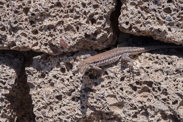Close-up of a wild lizard resting on volcanic porous rock wall. Concept of wildlife, nature, survival, reptile behavior, adaptation, and ecological biodiversity in dry and rocky environments.