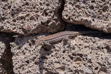 Close-up of a wild lizard resting on volcanic porous rock wall. Concept of wildlife, nature, survival, reptile behavior, adaptation, and ecological biodiversity in dry and rocky environments.