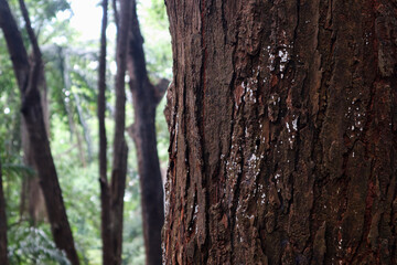 Pine tree, bark close-up. Close-up of pine bark in the forest for a natural background. Nature. Details. Focus on pine tree trunk with blurred background. 