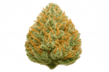 Cannabis bud with visible trichomes and pistils on a transparent background, representing wellness and herbal medicine