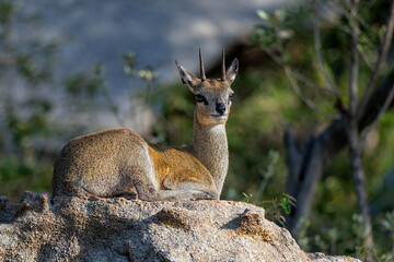 Klipspringer [Oreotragus oreotragus] The name Klipspringer is the Afrikaans for 'rock jumper'. This klipspringer is on a granite rock in Kruger National Park in South Africa