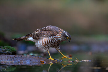 Eurasian Sparrow hawk (Accipiter nisus) hanging around in the forest in the Netherlands.