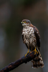 Eurasian Sparrow hawk (Accipiter nisus) hanging around in the forest in the Netherlands.