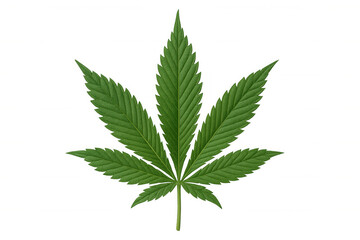 Cannabis leaf showing green textured veins for wellness, medical marijuana, hemp, and cbd concepts