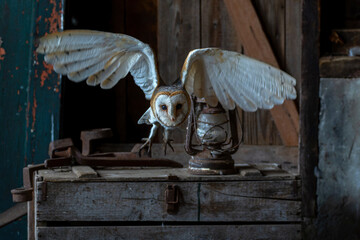 Barn owl (Tyto alba) sitting in an old barn in Gelderland in the Netherlands.      