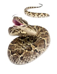 Obraz premium A venomous snake coiled and alert