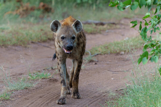 Spotted Hyena (Crocuta crocuta) was stealing and eating from the carcass in Mashatu Game Reserve in the Tuli Block in Botswana