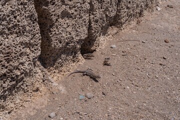 Close-up of a wild lizard resting on volcanic porous rock wall. Concept of wildlife, nature, survival, reptile behavior, adaptation, and ecological biodiversity in dry and rocky environments.