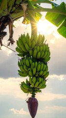 Sunlit green banana bunch hangs from tree against a cloudy sky