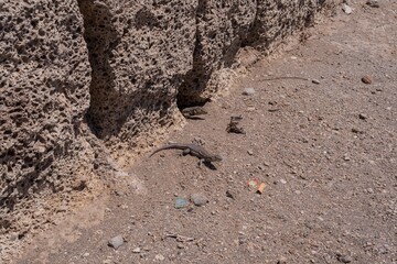 Close-up of a wild lizard resting on volcanic porous rock wall. Concept of wildlife, nature, survival, reptile behavior, adaptation, and ecological biodiversity in dry and rocky environments.