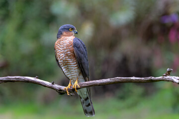 Eurasian Sparrow hawk (Accipiter nisus) hanging around in the forest in the Netherlands.