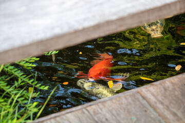 Vibrant Koi fish swimming in a dark pond, viewed from a wooden bridge or deck with yellow falling leaves.