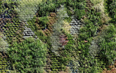 Vertikaler Garten an eine Hafengebäude in Koper