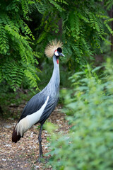 grey crowned crane in the wild