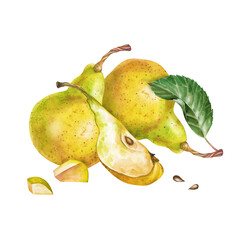 Watercolor composition with ripe pears, hand-drawn. Whole pears, slices, sliced pieces and a green leaf are isolated on a white background. Botanical illustration with seasonal juicy fruits for