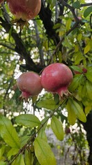 Pomegranate on tree