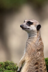 Fototapeta premium Meerkat in a clearing a portrait