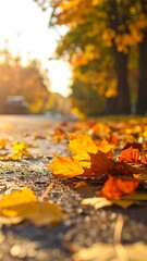 Sunlit autumn road with fallen maple leaves