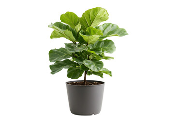 Obraz premium Green Fiddle Leaf Fig Plant isolated on transparent background