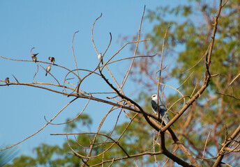 Black winged kite raptor bird of prey perched on branch of tree