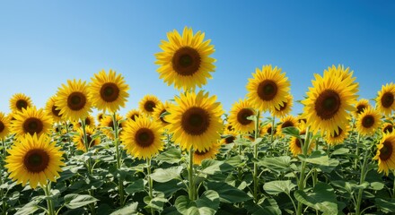 Obraz premium Field of sunflowers under clear blue sky in summer 