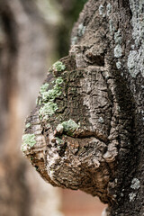 Tronc d'arbre ch&ecirc;ne liege