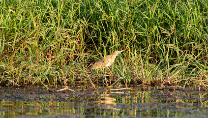 Squacco heron stood in grass reeds by river bank