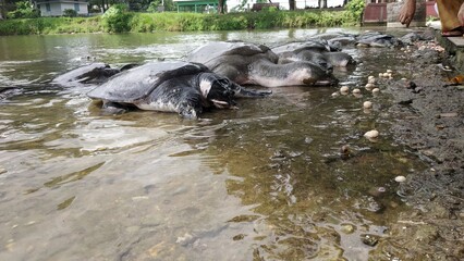 Leopard tortoise. assam turtle nagasankar 