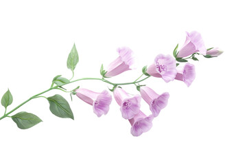 Naklejka premium Tall Foxglove Flower isolated on transparent background