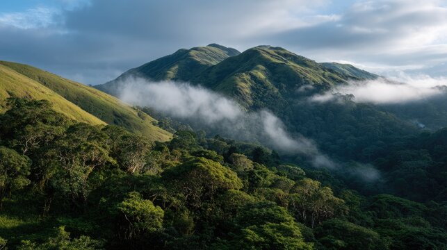 UNESCO Mount Nimba Wildlife and Misty Rainforest
