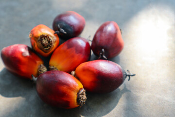 close-up of palm oil fruits. Palm Oil Alternative energy Natural Oil