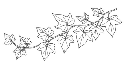 Line drawing of an ivy branch with multiple leaves, angled diagonally across a white background.
